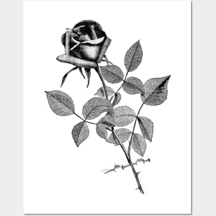 Black Rose Flower Posters and Art